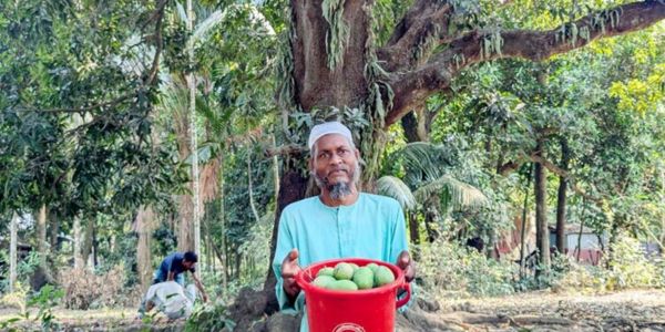আম চাষে সফল ইসাহাক, এক গাছ থেকেই বিক্রি লাখ টাকা